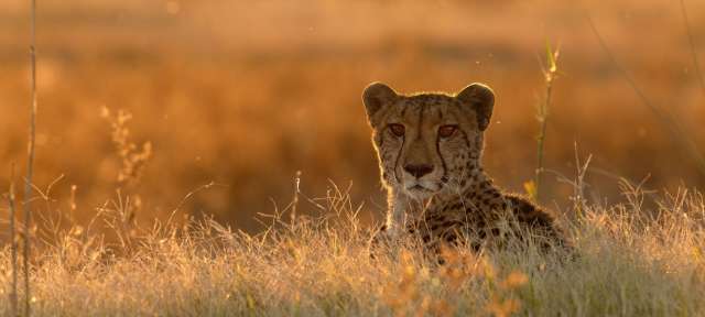 Afrikas reiche Tierwelt Ein Gepard liegt im hohen Gras und schaut in die Kamera